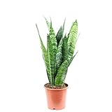 Bogenhanf - Sansevieria trifasciata Black Coral - Höhe ca. 35 cm, Topf-Ø 12