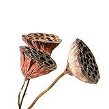 KDHJY Hohe Qualität Natürliche Getrocknete Bonsai-Dekor Seedpod von Lotus 3pcs Echt Pflanzen Blumen Getrocknete Brwon Lotus Pods mit Stielen deko Blumen (Color : 3pcs Brown no Seed, Size : L)