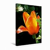 CALVENDO Premium Textil-Leinwand 30 cm x 45 cm hoch, EIN Motiv aus dem Kalender Tulpen | Wandbild, Bild auf Keilrahmen, Fertigbild auf echter Leinwand, Leinwanddruck Natur N