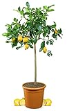 Meine Orangerie Zitronenbaum Grande - echter Citrusbaum - 100 bis 120 cm - veredelte Zitrone im 12 Liter Topf - Citrus Limon - Lemon Tree - Fruchtreife Zitronen Pflanze in G