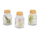 Luftpflanzen | Tillandsia - Set von 3 Stück im Glas ⌀7 cm - ↕11