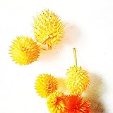 Hohe Keimrate,Gomphrena Globosa Samen,Bio-Pflanzen,Frisch und hochwertig,Geschenk-200 PCS,2