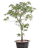 Bonsai - A. palmatum Deshojo, roter Fächerahorn 204/29