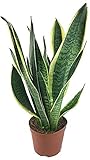 Fangblatt - Sansevieria (Bogenhanf) trifasciata Futura Superba - pflegeleichte Zimmerpflanze ca. 40