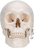 3B Scientific Menschliche Anatomie - Klassik-Schädel mit magnetischen Verbindungen, 3-teilig + kostenloser Anatomiesoftware - 3B Smart Anatomy