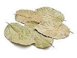 NaDeco Shorea robusta Blätter getrocknet im Beutel mit 50 STK. Sal Leaves Deko Blätter Getrocknete Blätter zur Dekoration Terrariumdek