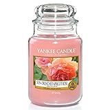 Yankee Candle Duftkerze im Glas (groß) | Sun-Drenched Apricot Rose | Brenndauer bis zu 150 S