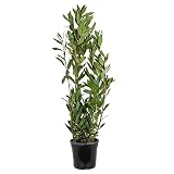 Lorbeer | Laurus nobilis - Freilandpflanze im Gärtnertopf - Winterhart - ⌀21 cm - ↕60-70