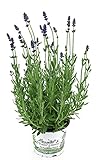 Lavendel im 12cm Topf, Lavendula Angustifolia w