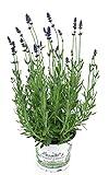 Lavendel im 12cm Topf, Lavendula Angustifolia w