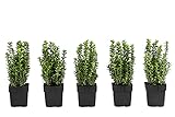 Dehner Gewöhnlicher Buchs, für 1 Meter Hecke, ca. 30 cm, 5 x 2 l Topf, Heckenpflanze  