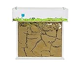 AntHouse - Natürliche Ameisenfarm aus Sand | T Acryl Set Big 25x20x1,5 cm | Inklusive Ameisenk