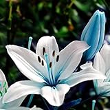 2 Stück Seltene Lilienzwiebeln Im Gewächshaus Gepflanzt Einzigartige Blau Weiß Match Farben Die Von Vielen Menschen Geliebt Werden Material Der Wahl Für Gartendek