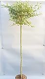 Rosa Riesen-Salweide, Höhe: 170-180 cm, Salix gracilistyla 'Mount Aso' + Düng