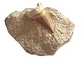 versteinerter, fossiler Haifischzahn auf Matrix (Haizahn auf Muttergestein)