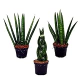 Exotenherz - Sansevieria cylindrica - Pfiffiges 3er Set im 6,5cm Topf - Bogenhanf, Schwiegermutterzung