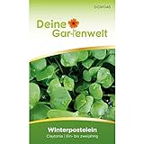 Winterpostelein Winterportulak Samen - Claytonia perfoliata - Portulaksamen - Gemüsesamen - Saatg