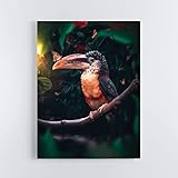 Tukan 110 x 140 cm gerahmt auf Leinwand gedruckt, Wandbilder XXL, Tierwelt, Heimdekoration, Bilder, modernes Kunstwerk, zum Aufhängen für Wohnzimmer, Vogel, Dschungel T