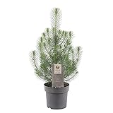 Echter Weihnachtsbaum | Pinus pinea 'Silver Crest' | Pinie Baum | Kiefer Pflanze | Weihnachtsbaum | Höhe 50-55 cm | Topf-Ø 17