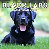 Black Labs Calendar 2022: 16-Month Calendar, Cute Gift Idea For Black Labrador Retriever Lovers Men And W
