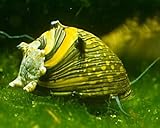 Garnelen Geweihschnecken Mix - bunt - Aquarium Schnecken - Algenvernichter Aquarium Algenbekämpfung, Menge:6 ST