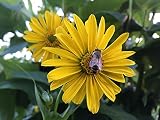 durchwachsende Silphie Samen lat. Silphium perfoliatum, die durchwachsende Silphie Pflanze (100 Samen)
