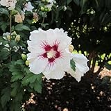 Hibiskus 'Red Heart' - Hibiscus syriacus 'Red Heart' - Blütengehö