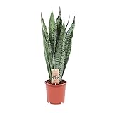 Sansevieria zeylanica | Luftreinigende Zimmerpflanze | Frauenzunge | Bogenhanf | Höhe 65-75cm | Topfgröße Ø 17