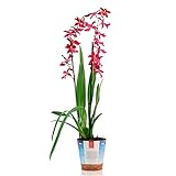 Odontoglossum FRANCINE | Cambria | Orchidee mit roten Blüten | Blühende Zimmerpflanze | Wuchshöhe 50-55cm | Topf Ø 12