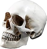 TKer Menschliches Schädelmodell für Anatomie Lebensgröße Replica Harz Medizinisch Anatomisch Medizin Verfolgen Skelett Lehren Halloween Dek