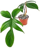 Fangblatt - Philodendron Florida - exotischer Baumfreund mit außergewöhnlichen Blätter - ca. 40 cm hoch, im Ø 13 cm Top