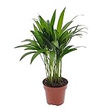 Dypsis lutescens | Areca Palme | Luftreinigende Zimmerpflanze echt | Höhe 55-65 cm | Topf-Ø 14