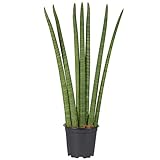 Pflanzen Kölle Bogenhanf, Sansevieria cylindrica 'Fan', Gesamthöhe ca. 65