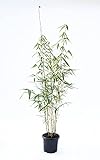 Zebrabambus - Fargesia robusta Campbell - keine Wurzelausläufer - schnell wachsend - winterhart (80/100 cm hoch)