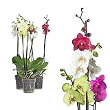 3x echte Phalaenopsis Orchideen 2 Triebe - 50 bis 70cm groß - Schmetterlingsorchidee wunderschöne blühende Tischpflanzen Blumen Geschenkset Naturproduk