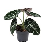 Elefantenohr - Alocasia 'Black Velvet'- Höhe ca. 22 cm, Topf-Ø 14