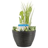 Terrassenteich im luxuriösen anthrazitfarbenen Mischkorb - pro Stück - Teichpflanze im Gartentopf - ⌀ 40 cm - 25-35