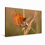 CALVENDO Premium Textil-Leinwand 75 cm x 50 cm quer, Maniola jurtina (Großes Ochsenauge) | Wandbild, Bild auf Keilrahmen, Fertigbild auf echter Leinwand, Leinwanddruck Natur N
