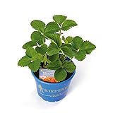 Müllers Grüner Garten Shop 6er Set Immertragende Erdbeersorte Rosana im Top