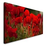 Paul Sinus Art GmbH rote Blumen 120x 50cm Panorama Leinwand Bild XXL Format Wandbilder Wohnzimmer Wohnung Deko Kunstdruck