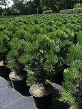 Bosnische Zwergkiefer Malinki - Pinus leucodermis Malinki 25-30cm Preis nach Größe 80-100