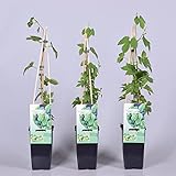 Hopfen - Humulus lupulus 40-60 cm - starkwachsende Kletterp