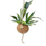 Platycerium bifurcatum inkl. Kokostopf | Zimmerpflanzen echt | Hängetopf Naturfaser | Höhe 20-30cm | Ø 15