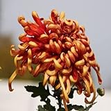 FStening 300 Stück Charmantes Erbstück Chrysantheme Samen In Rasenhofform Gepflanzt Einzigartige Gartenlandschaft Genießen Sie Die Freude Der E