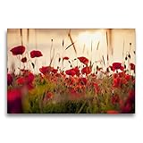 CALVENDO Premium Textil-Leinwand 75 x 50 cm Quer-Format Mohnblumen im Abendlicht, Leinwanddruck von Lain Jack