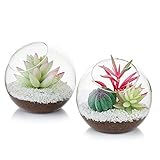 Glasseam Glasluftpflanzenterrarium, 12 cm Kleines Terrarium, 2-TLG. Tischglas-Terrarienbehälter, Tischvitrine Topf-Innendekor für Sukkulenten, Kakteen,