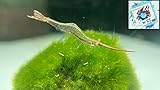 Topbilliger Tiere Rote Nashorngarnele 3X - Caridina g