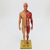 ZKZK 30cm Zeichnung Bezug männlichen und weiblichen Anatomie Brustbild medizinische Kunst menschliche Kunst Muskel-Skelett-Anatomie Struktur fein,
