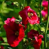 100 Stücke Selten Stockrosen Samen Winterhart Klettern Blumen Gepflanzt In Garten Schön Immergrüne Dekoration Hast Unterschiedlich Atmosp