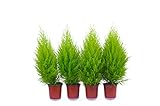 Top Zypressen 4 Stück in 70cm A1 Qualität MPS kontrolliert Unsere Pflanzen sind bereits für Sie vorgedüng